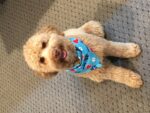 Caramel Labradoodle australien