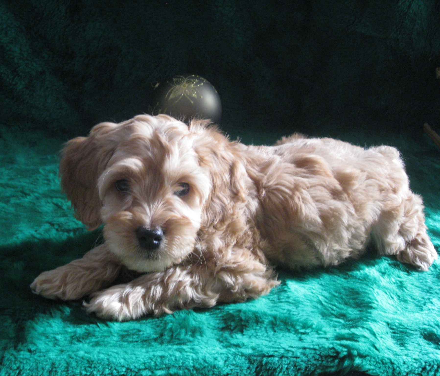 Colors of the Australian Labradoodle Ashford Manor Labradoodles