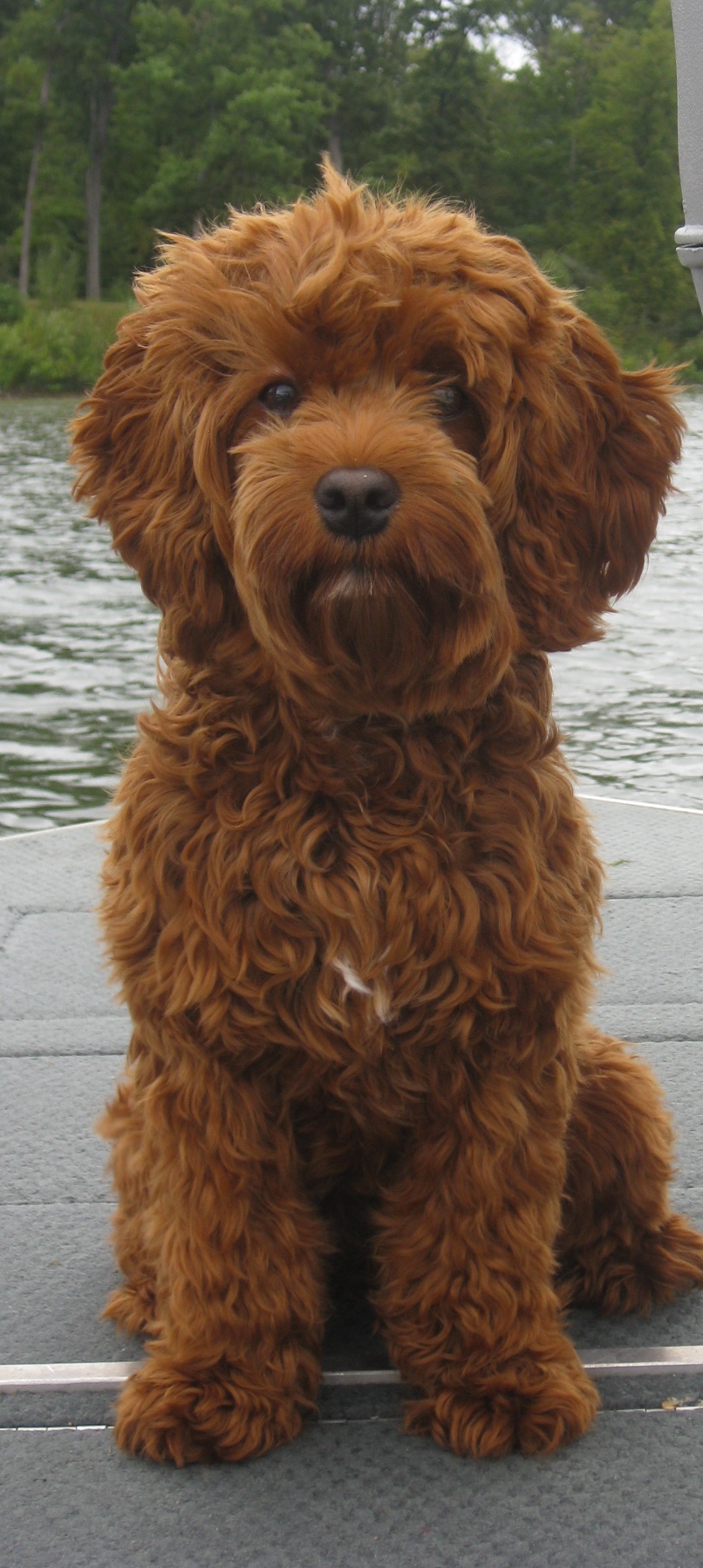 miniature labradoodle puppies mini australian labradoodles ashford manor labradoodles miniature labradoodle puppies mini australian labradoodles ashford manor labradoodles