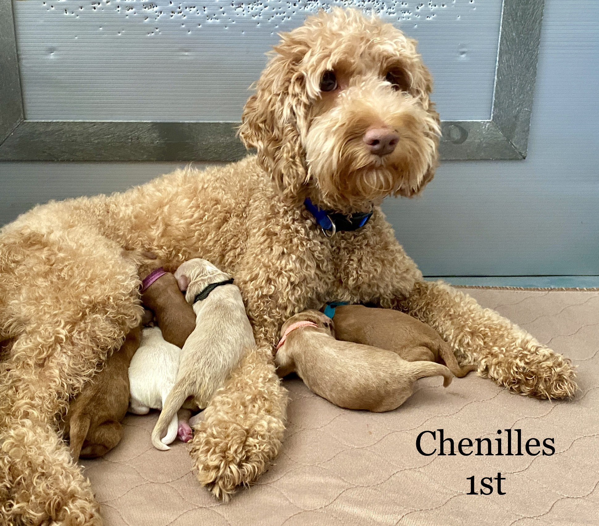 Mini and Medium Australian Labradoodles Available Ashford Manor