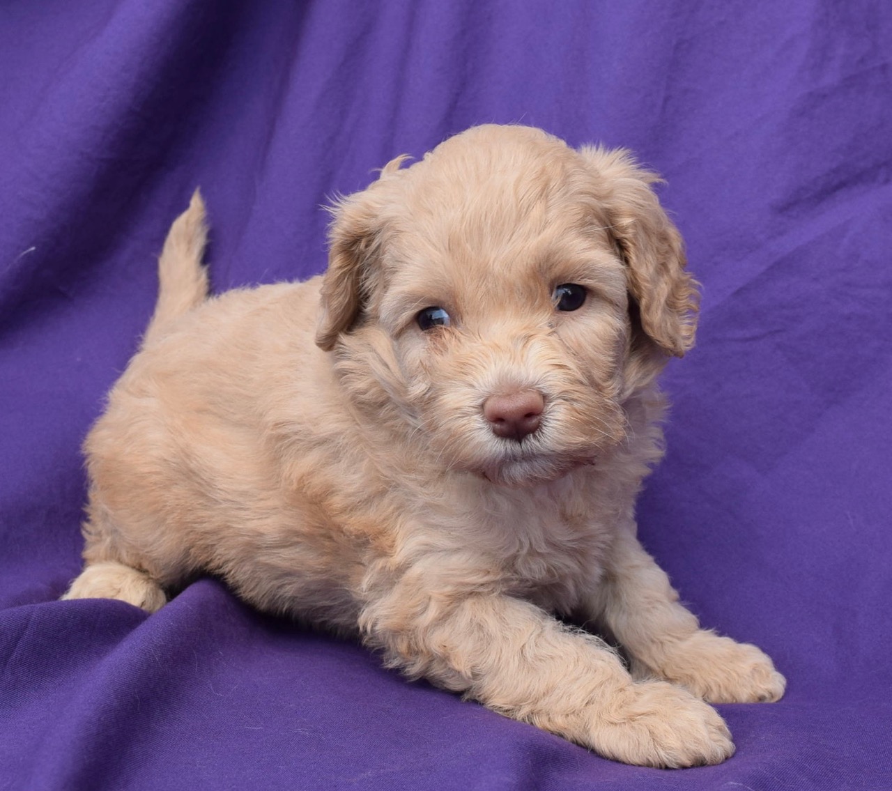 Mini and Medium Australian Labradoodles Available Ashford Manor