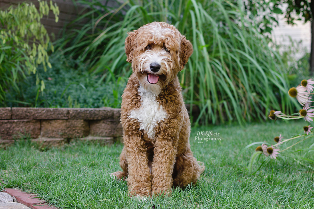 Mini and Medium Australian Labradoodles Available Ashford Manor