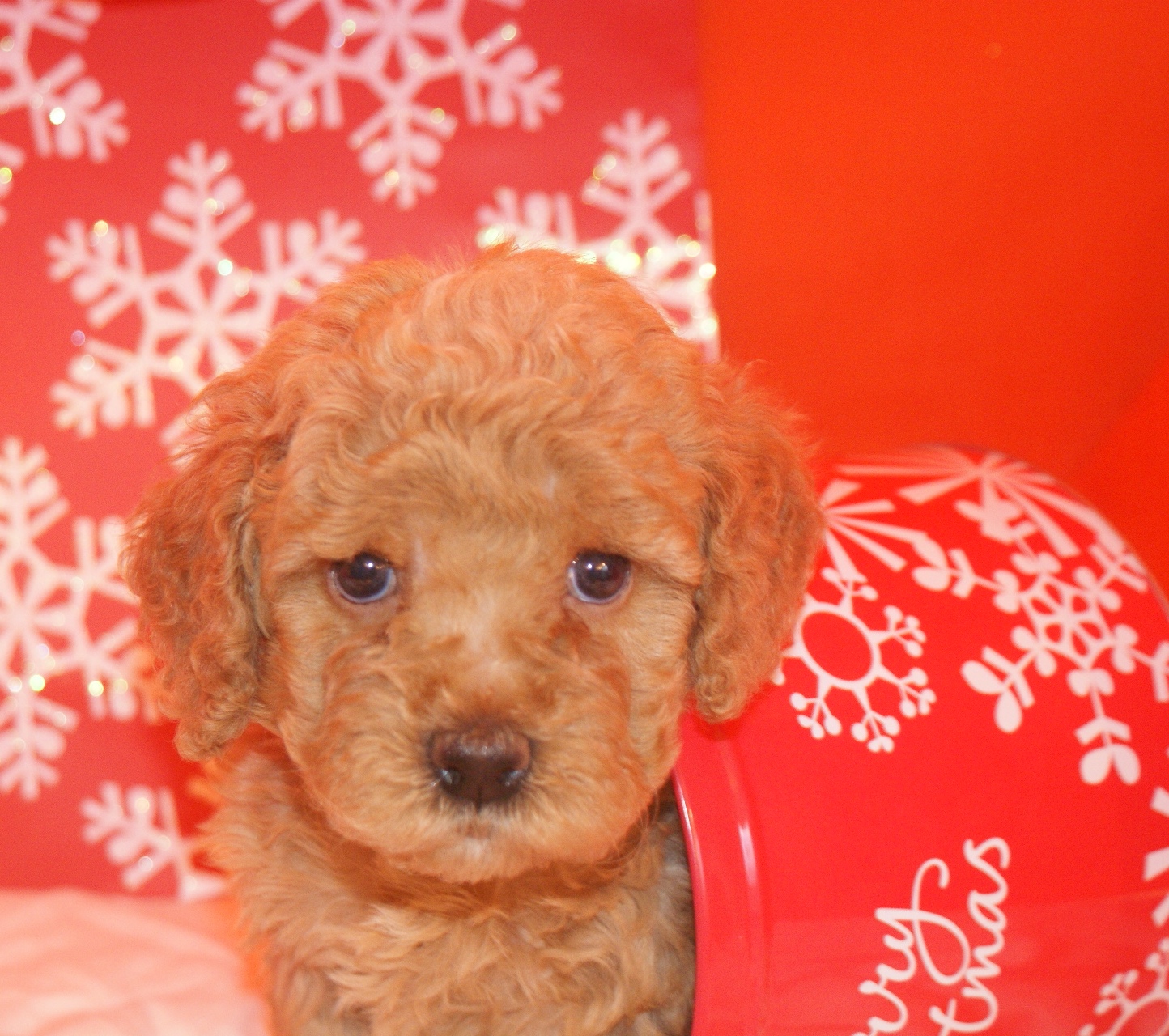 Orange Australian Labradoodle Puppy Ashford Manor Labradoodles