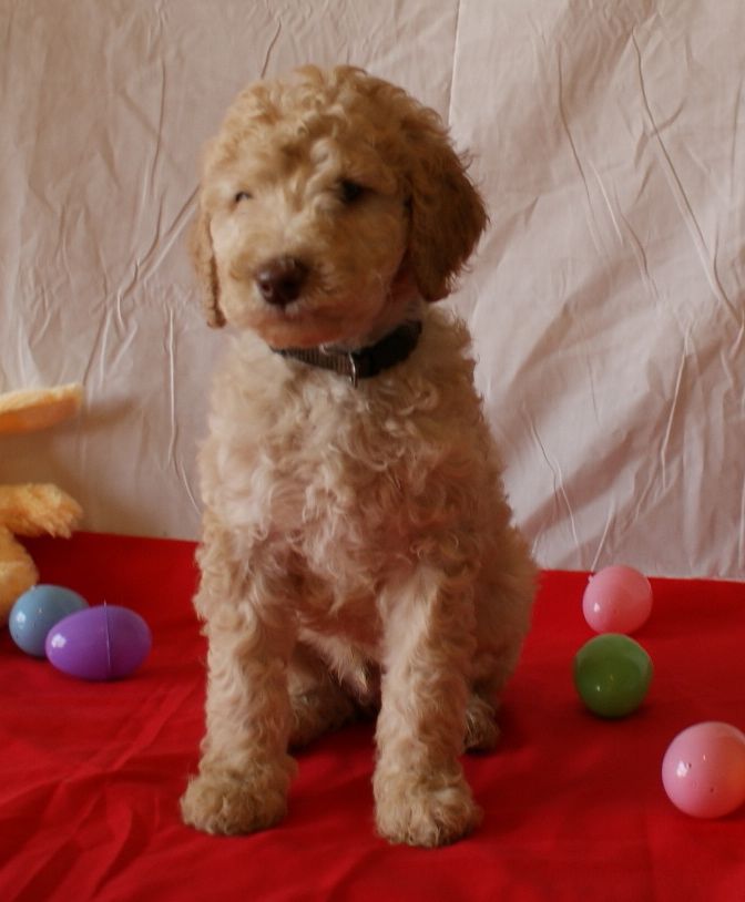 Medium Australian Labradoodle Ashford Manor Labradoodles