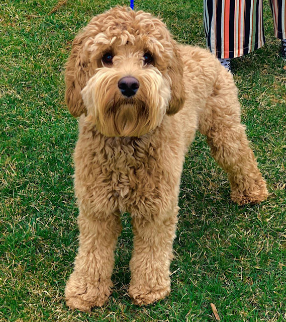 Mini and Medium Australian Labradoodles Available Ashford Manor