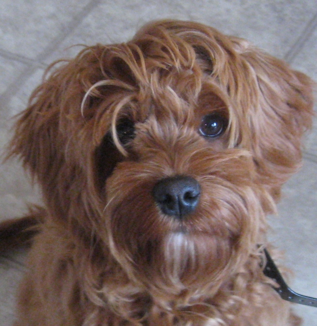 ksl dogs ksl dogs non shedding breeds that are mellow breeds picture ksl dogs ksl dogs non shedding breeds that are mellow breeds picture
