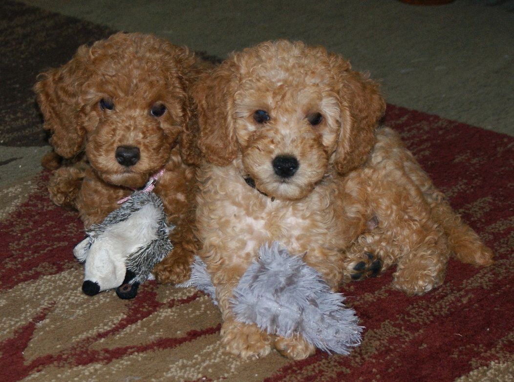 labradoodle puppies indiana australian labradoodles indiana breeds picture labradoodle puppies indiana australian labradoodles indiana breeds picture
