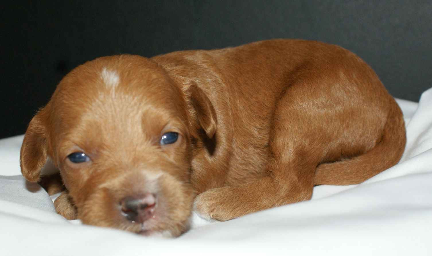 australian labradoodle puppy australian labradoodle puppies ashford manor labradoodles australian labradoodle puppy australian labradoodle puppies ashford manor labradoodles