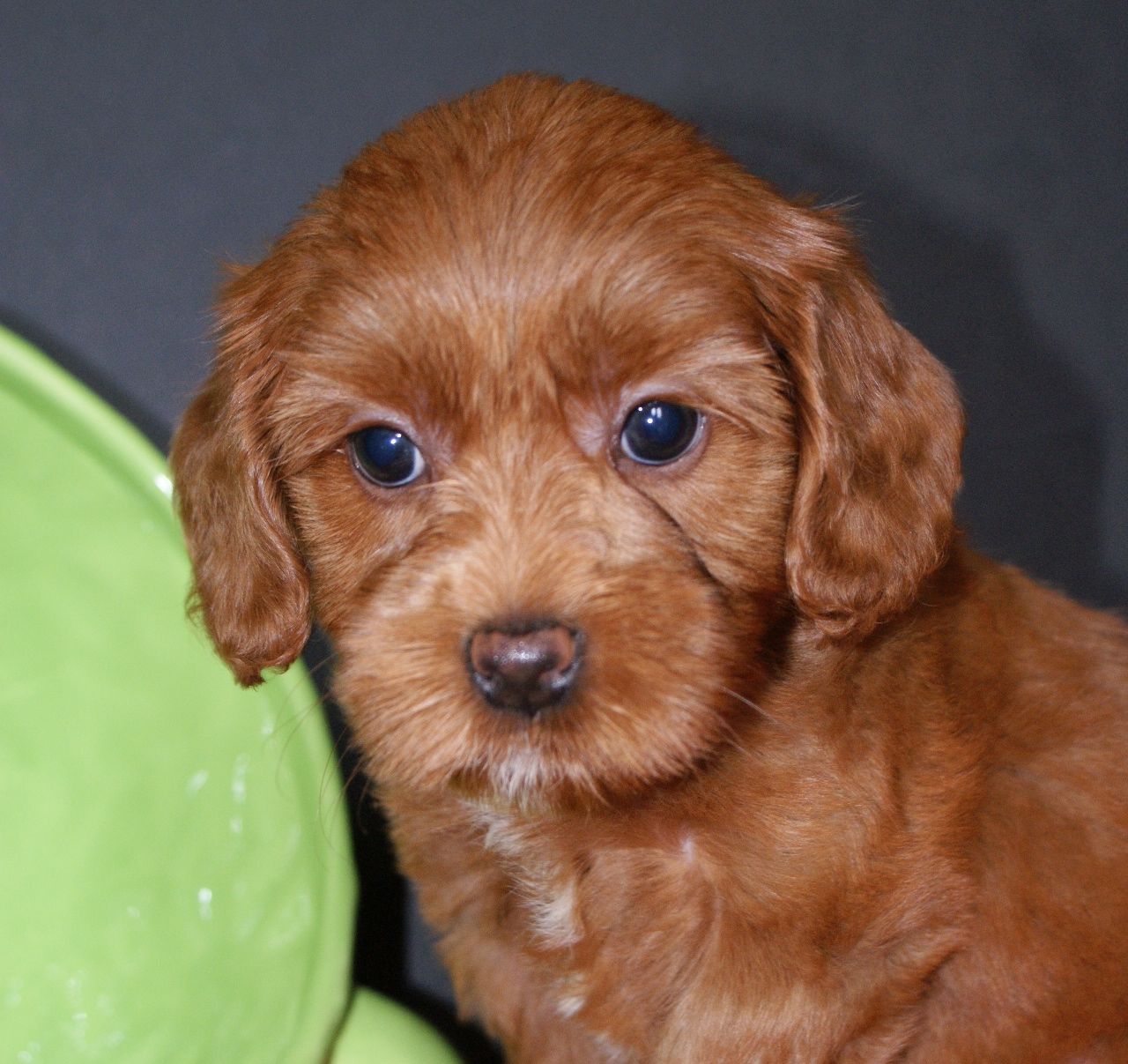 labradoodle puppies virginia mini labradoodle puppies indiana breeds picture labradoodle puppies virginia mini labradoodle puppies indiana breeds picture