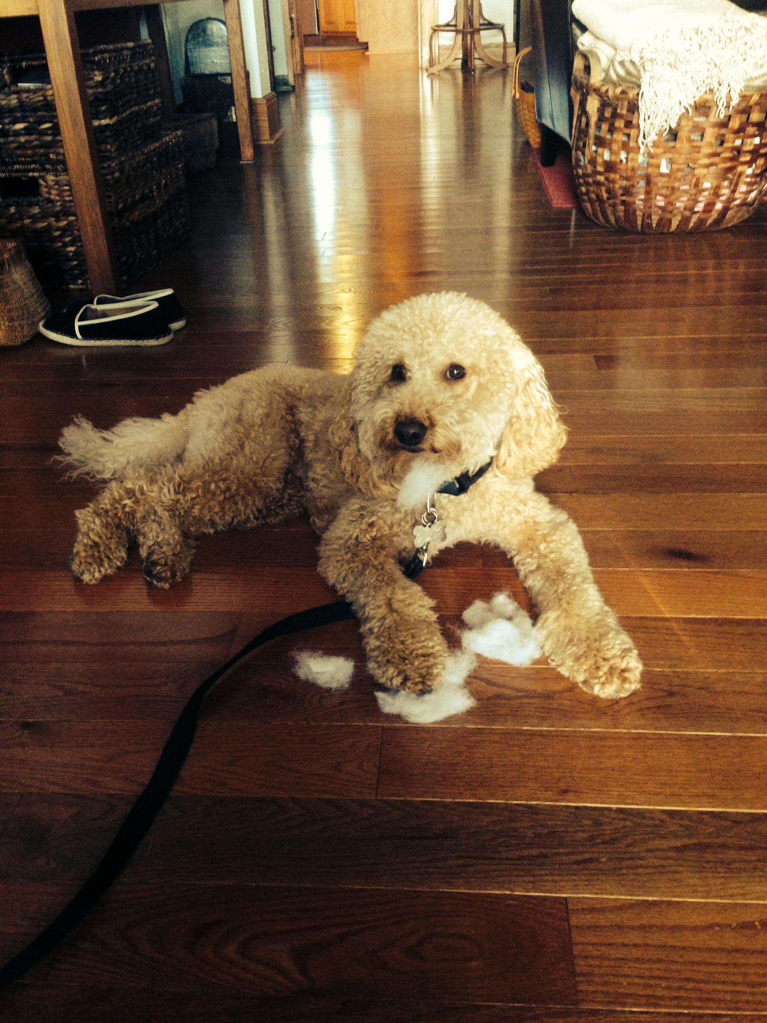 puppy growls when picked up puppies growling ashford manor labradoodles puppy growls when picked up puppies growling ashford manor labradoodles
