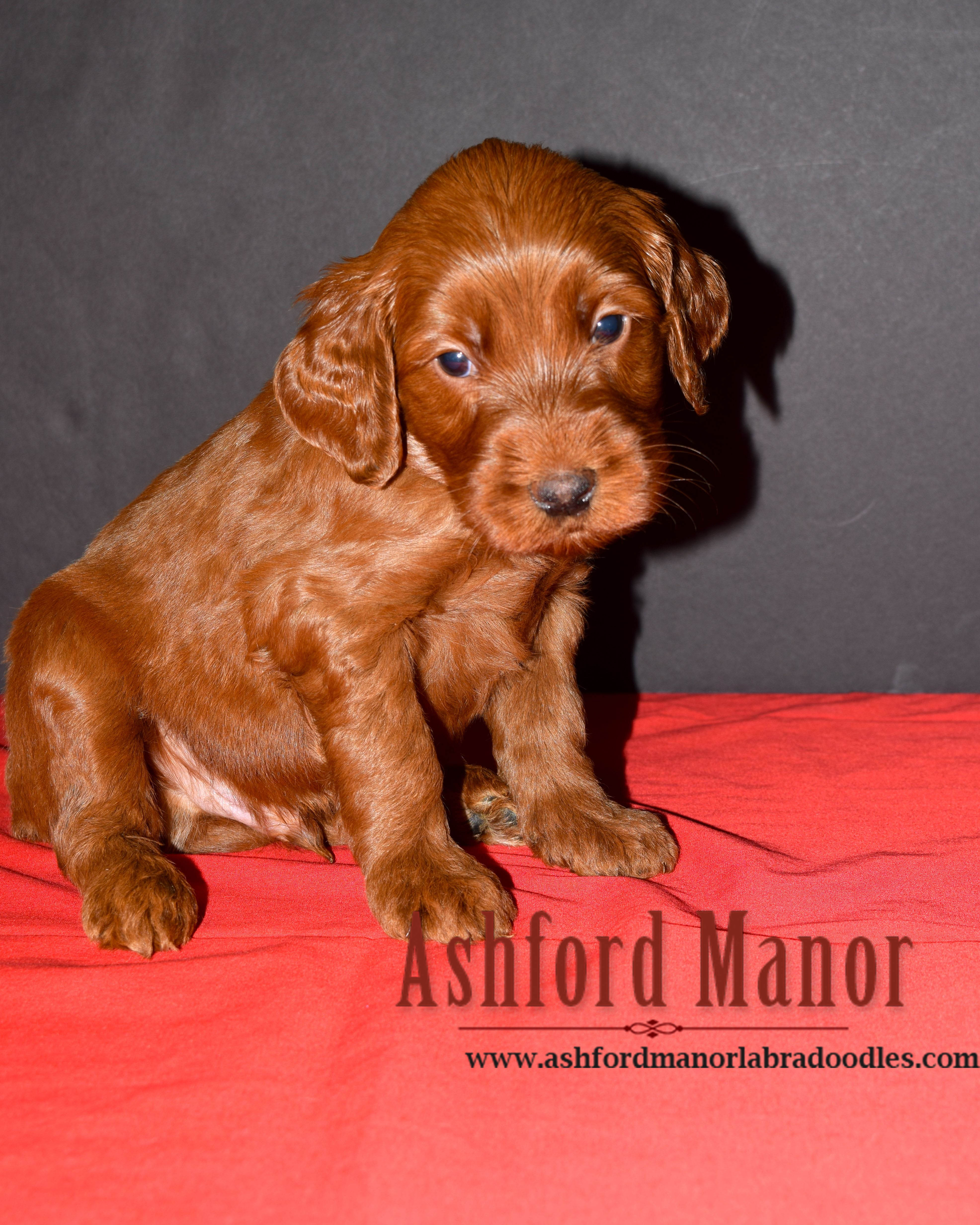 Red Australian Labradoodle named Copper Ashford Manor Labradoodles