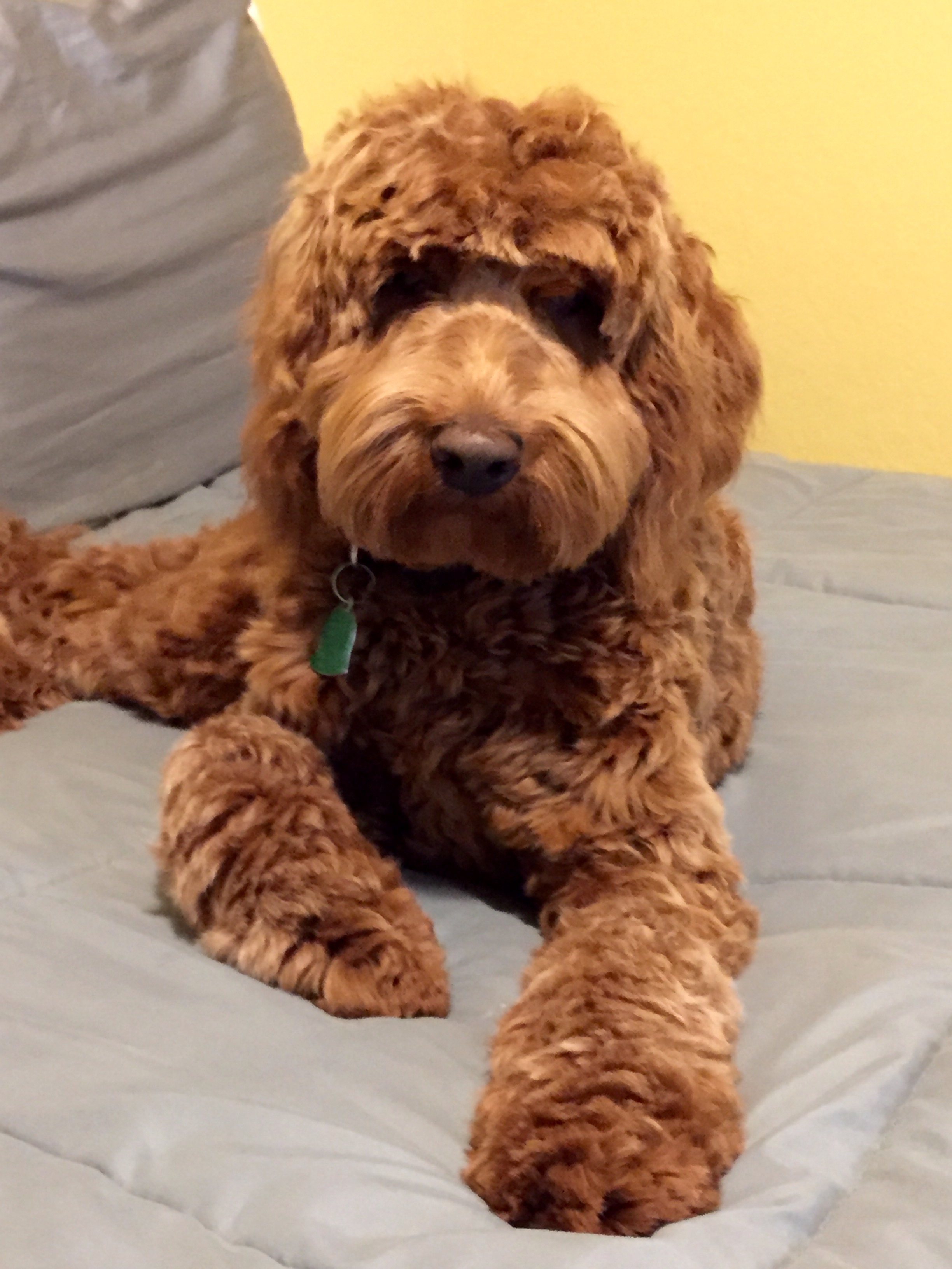 Australian Labradoodle Puppies have arrived! Ashford Manor Labradoodles